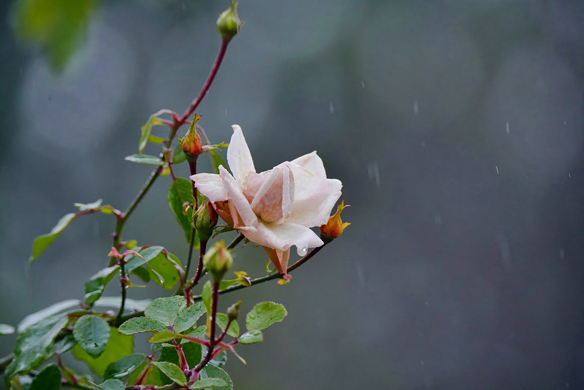Sigma-60-600-Plants-28