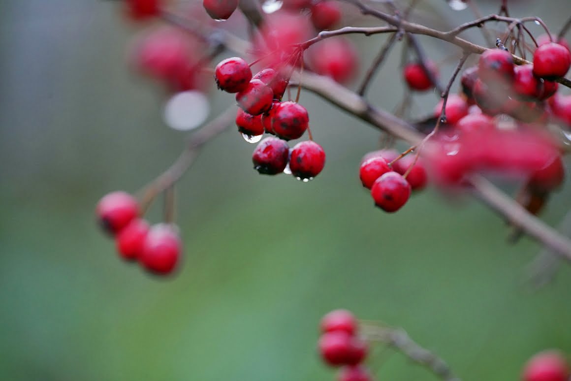 Sigma-60-600-Plants-3