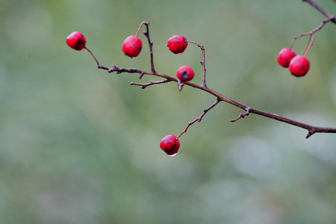 Sigma-60-600-Plants-8
