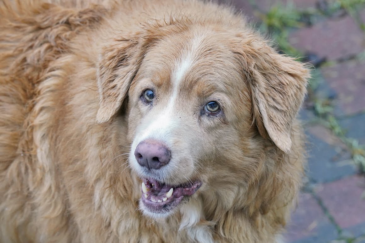 Sigma-60-600-Toller-1