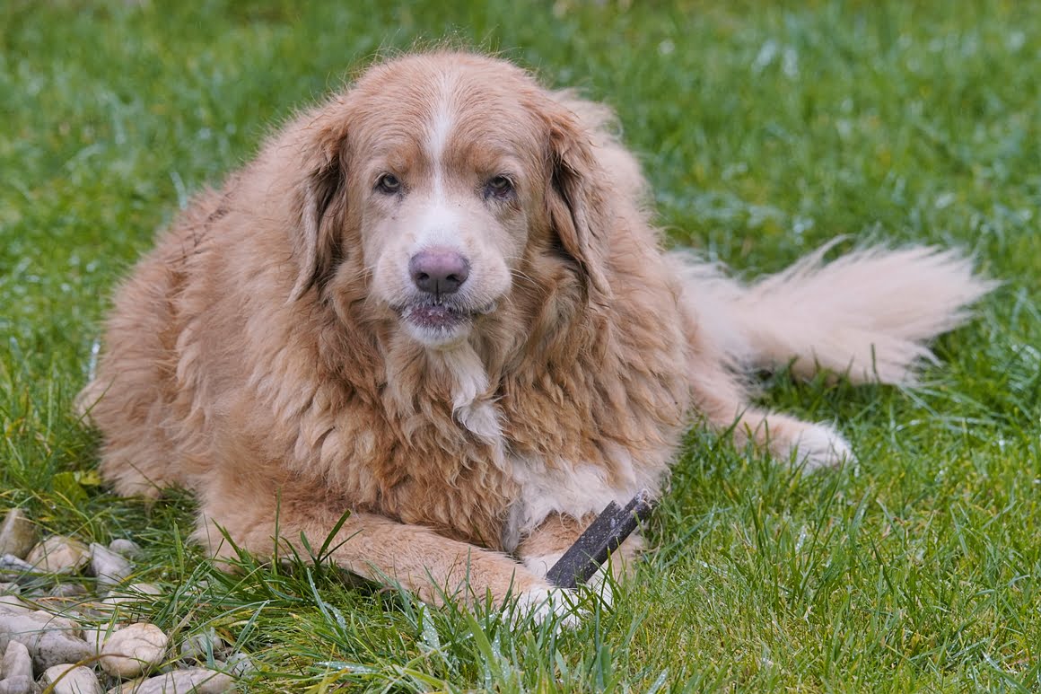 Sigma-60-600-Toller-2