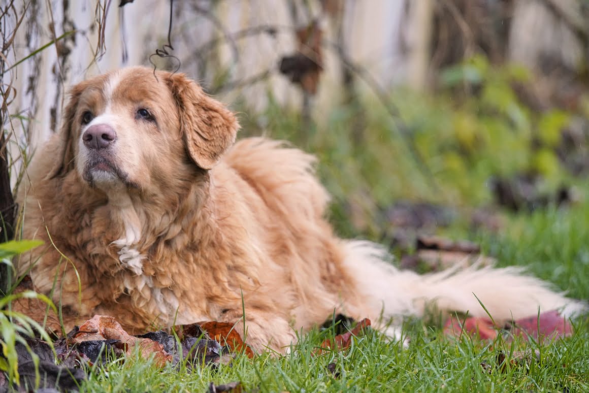 Sigma-60-600-Toller-4