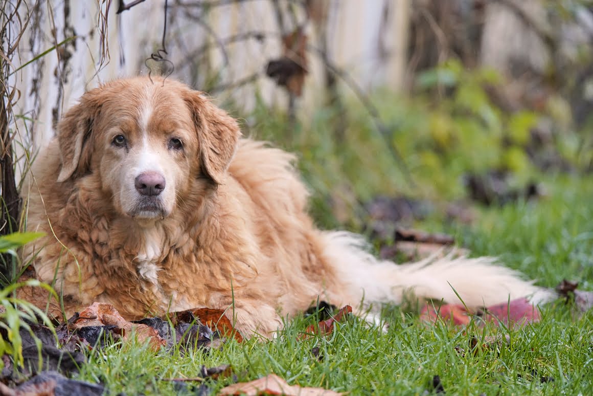Sigma-60-600-Toller-5