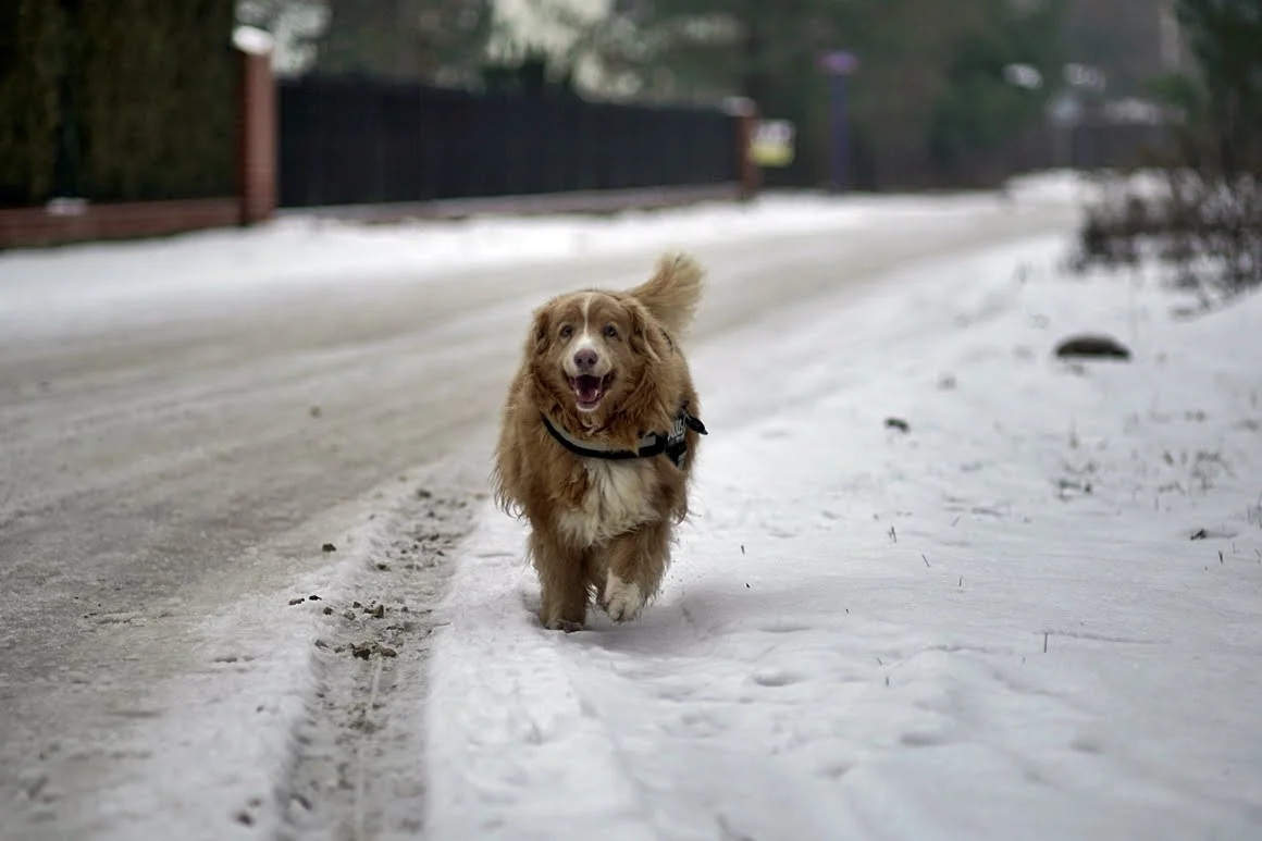 Techart-LM-EA7-Pasterka-1