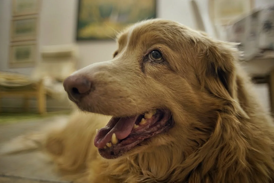 Techart-LM-EA7-Pasterka-11