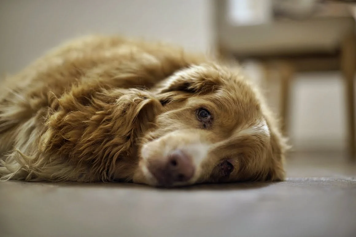 Techart-LM-EA7-Pasterka-12