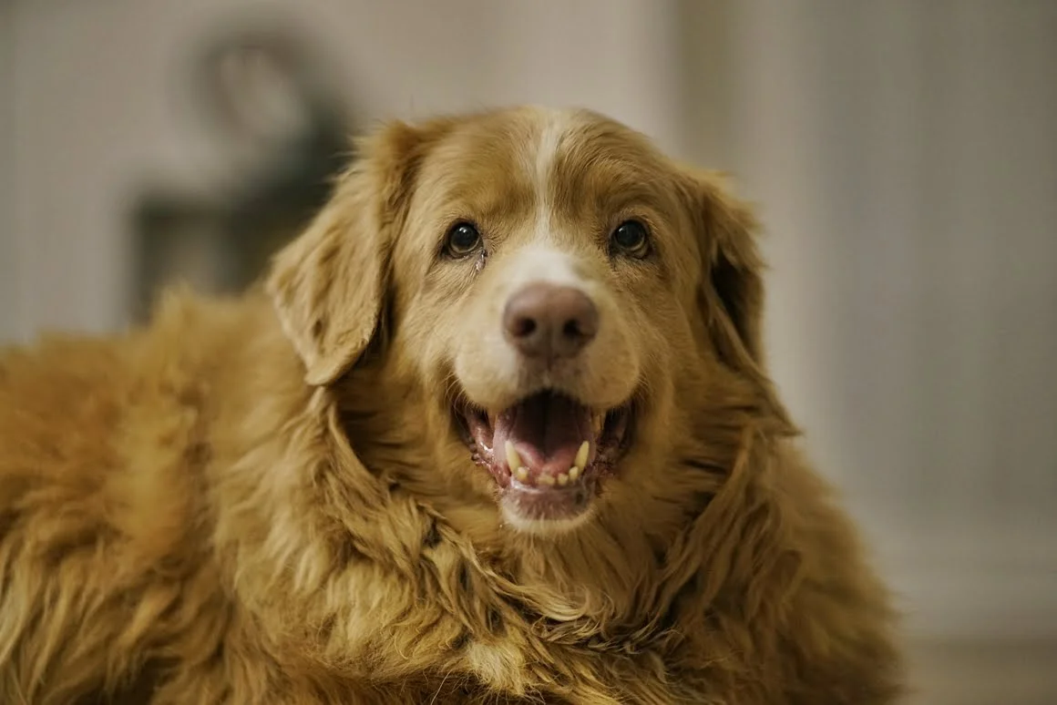 Techart-LM-EA7-Pasterka-14