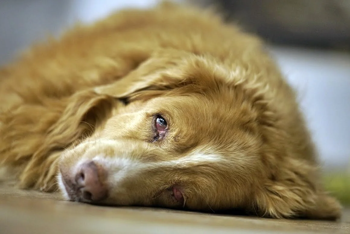 Techart-LM-EA7-Pasterka-2