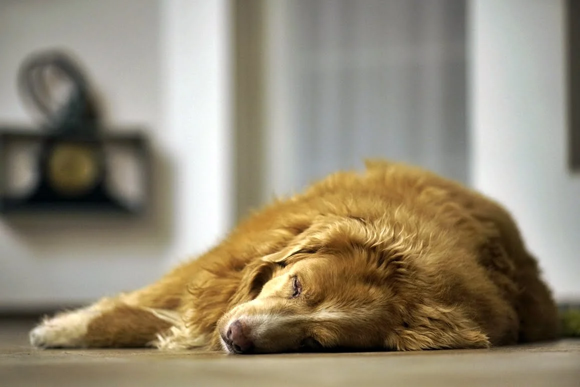 Techart-LM-EA7-Pasterka-3