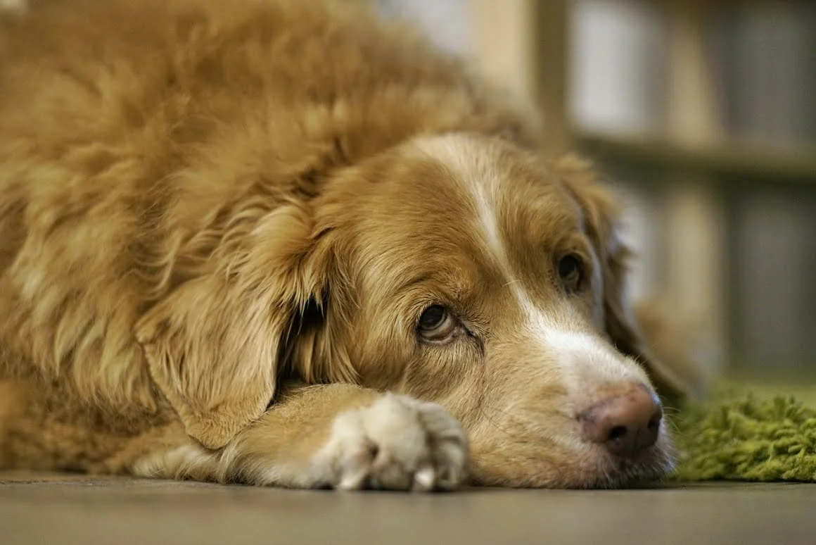 Techart-LM-EA7-Pasterka-5