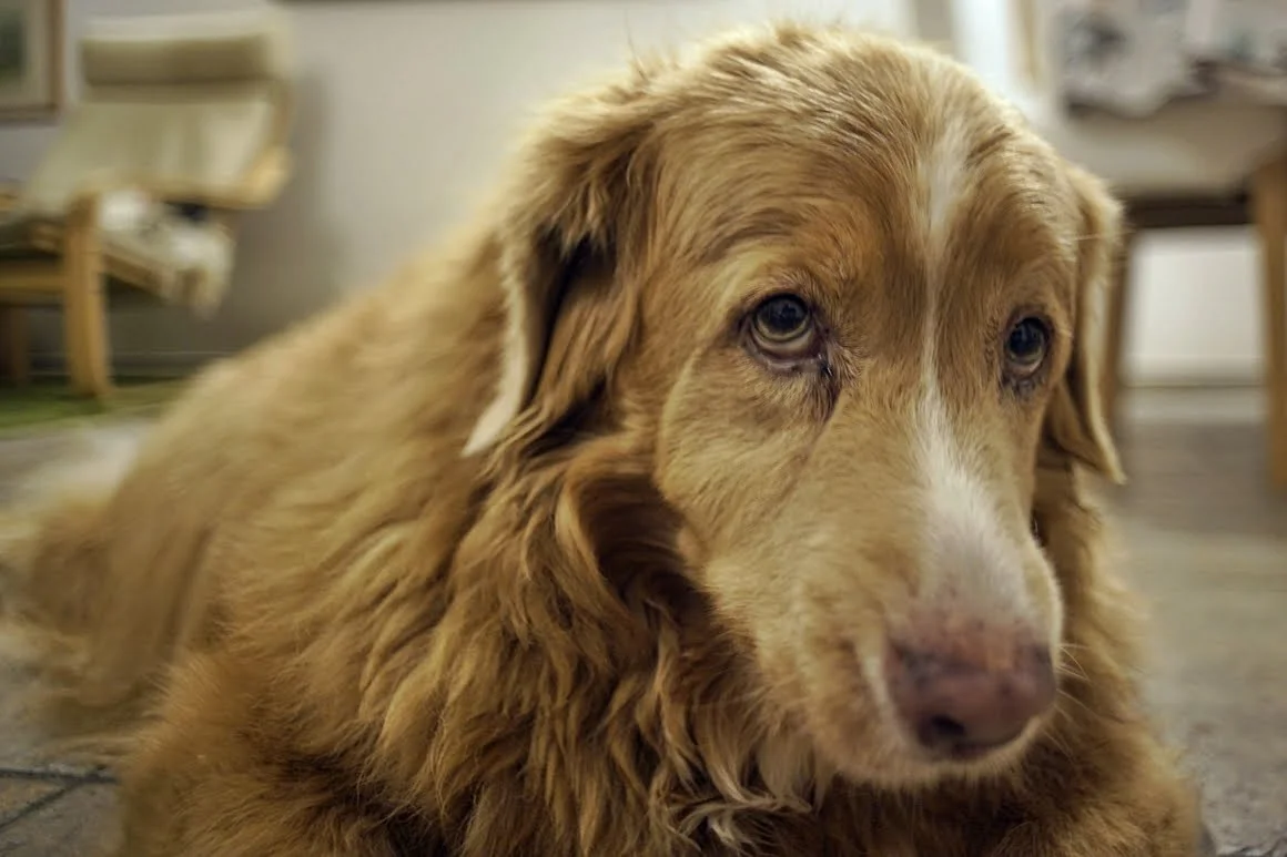 Techart-LM-EA7-Pasterka-9