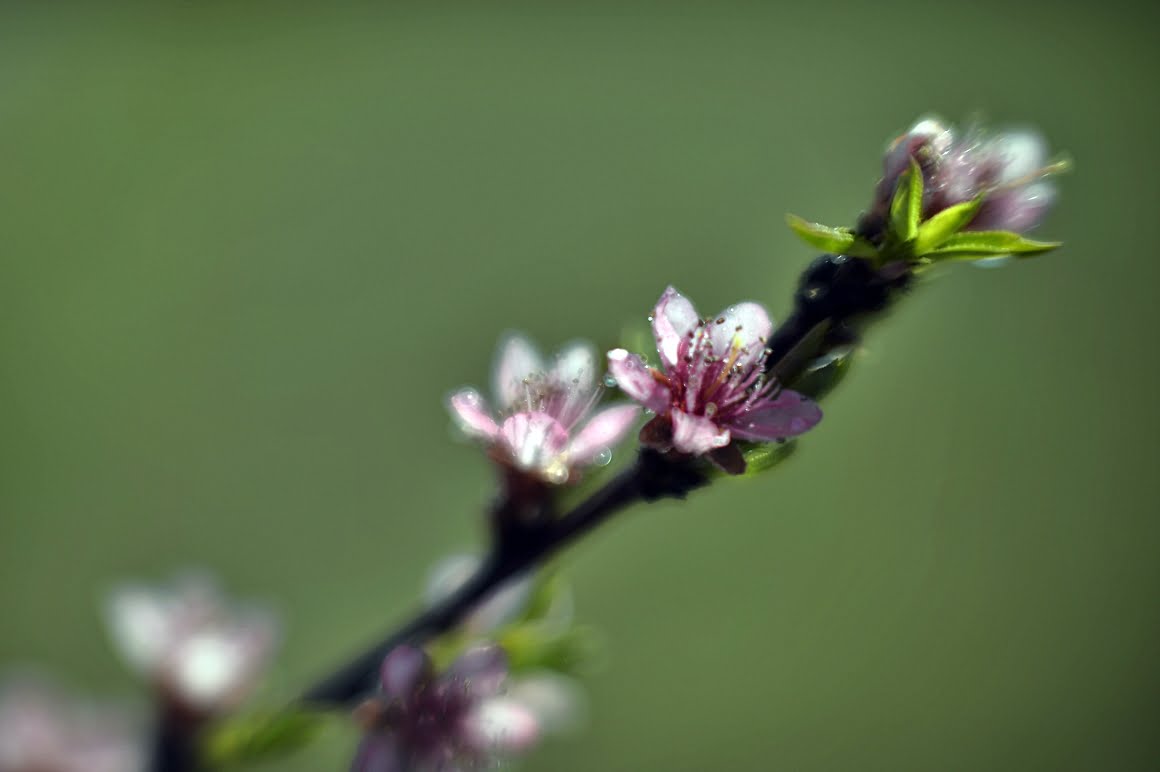 Meopta-SO-100mm-f1.4-11