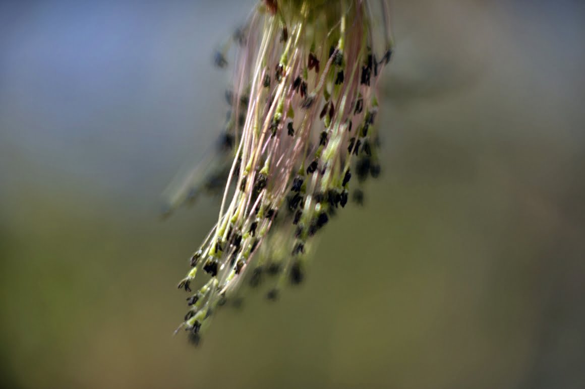 Meopta-SO-100mm-f1.4-17