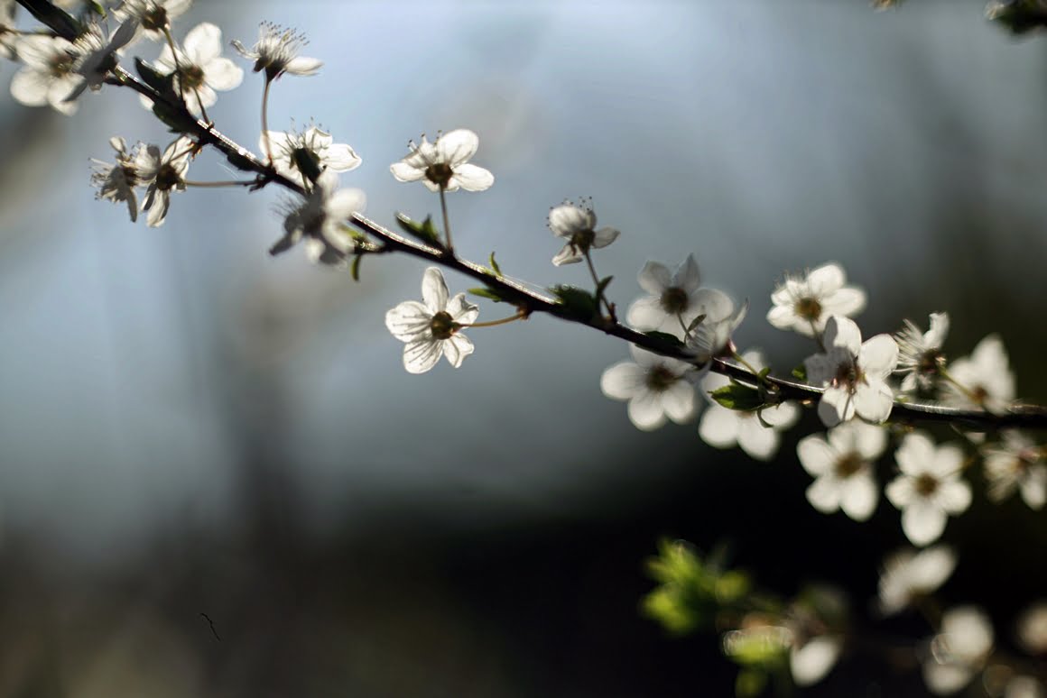 Meopta-SO-100mm-f1.4-18