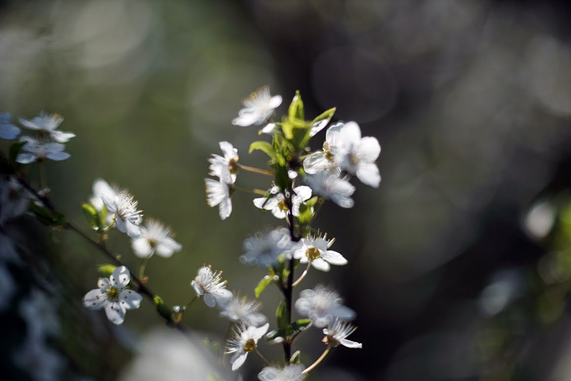 Meopta-SO-100mm-f1.4-19