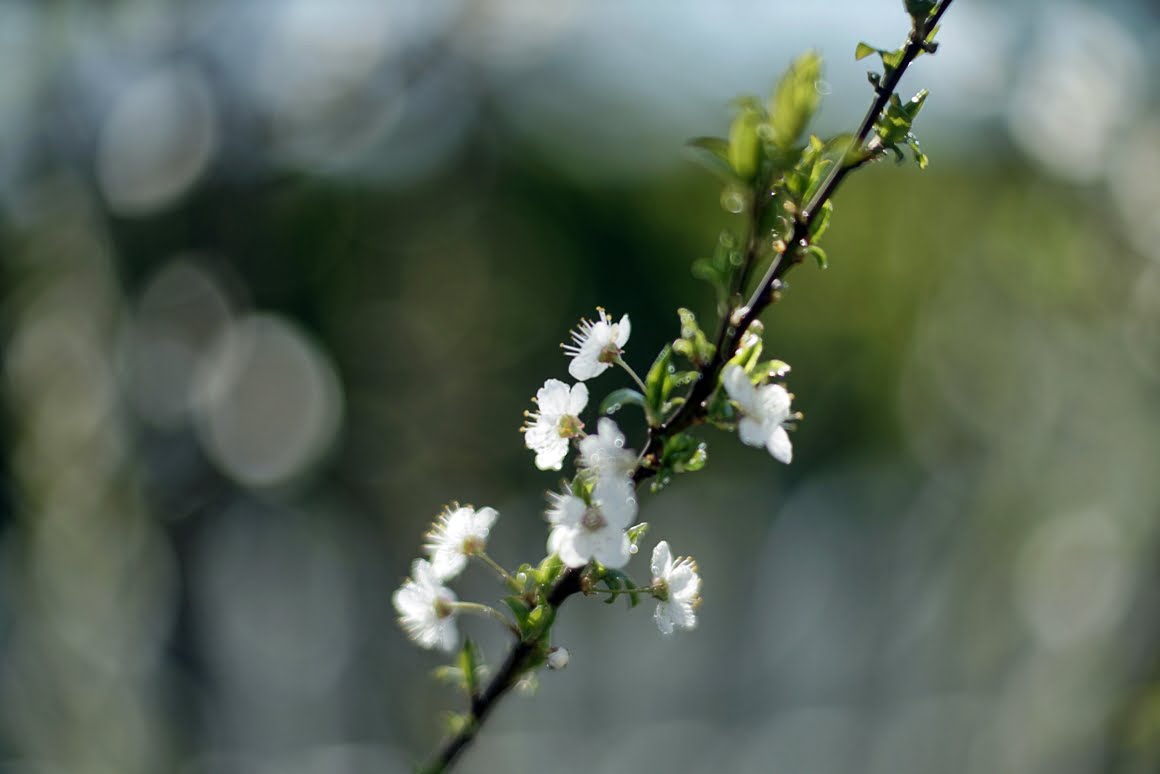 Meopta-SO-100mm-f1.4-2
