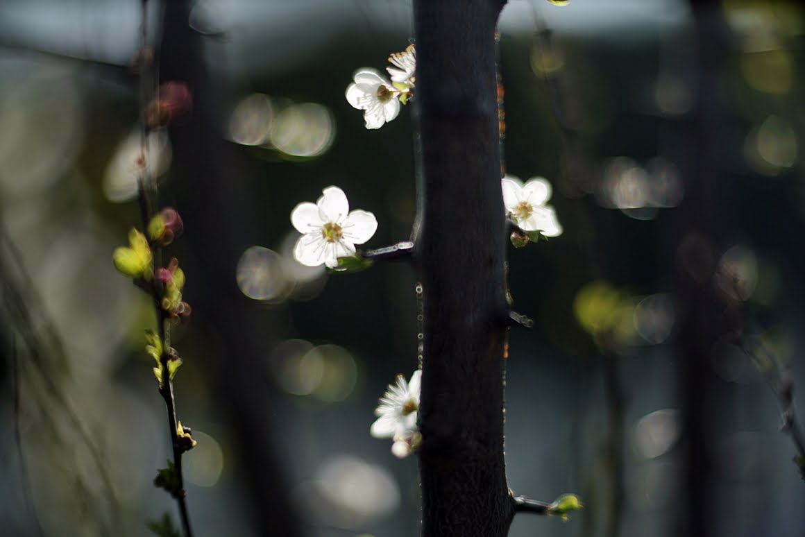 Meopta-SO-100mm-f1.4-20