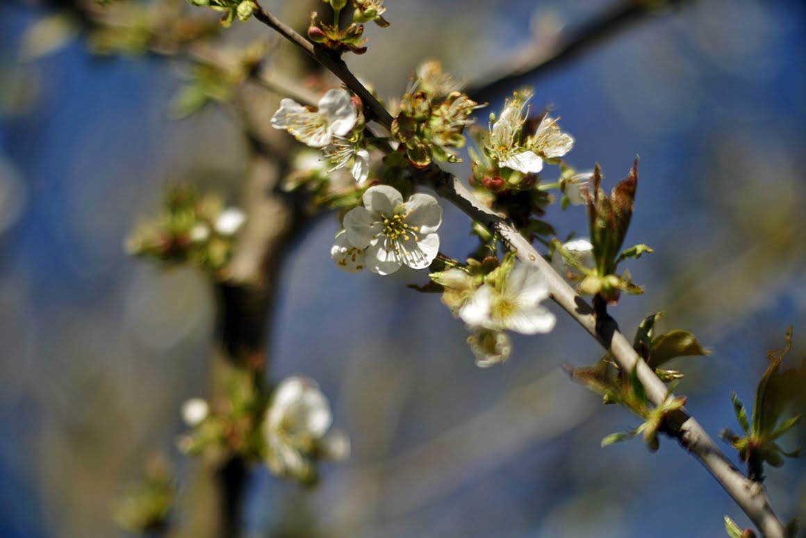Meopta-SO-100mm-f1.4-21