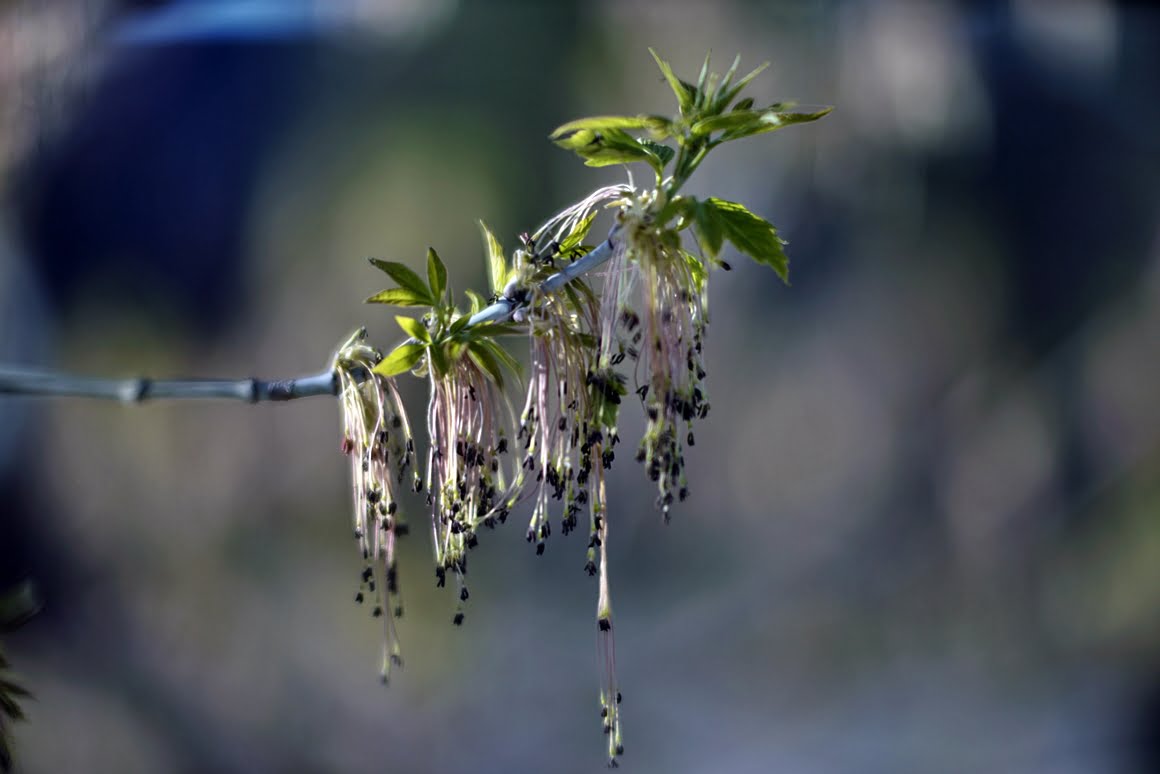 Meopta-SO-100mm-f1.4-29