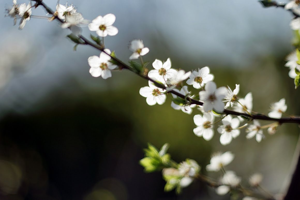 Meopta-SO-100mm-f1.4-3