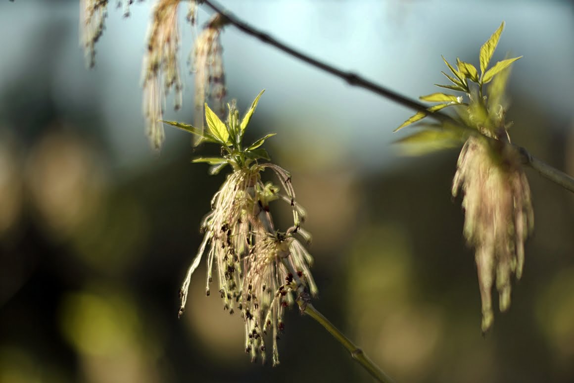 Meopta-SO-100mm-f1.4-30