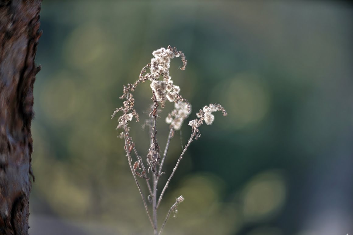 Meopta-SO-100mm-f1.4-31