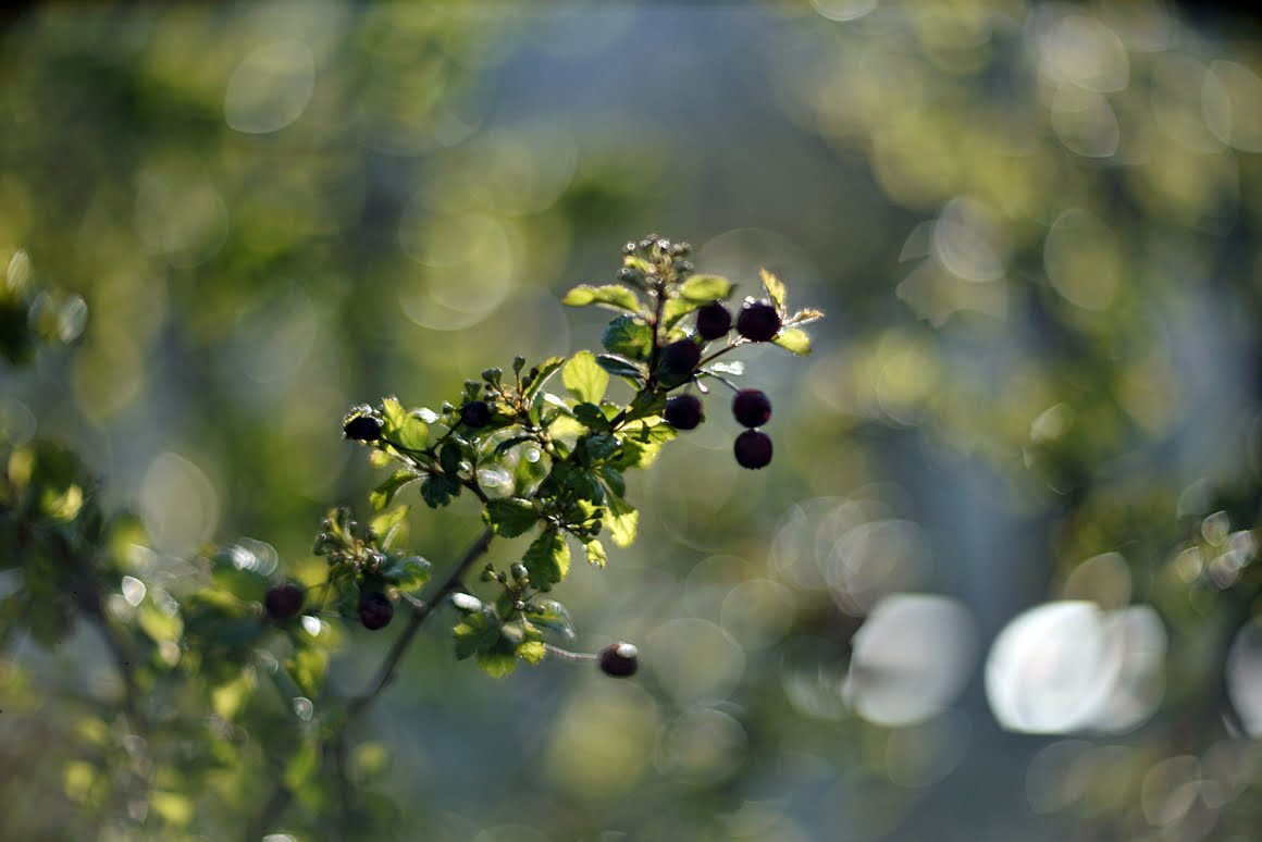 Meopta-SO-100mm-f1.4-32