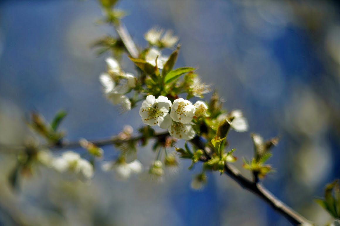 Meopta-SO-100mm-f1.4-34