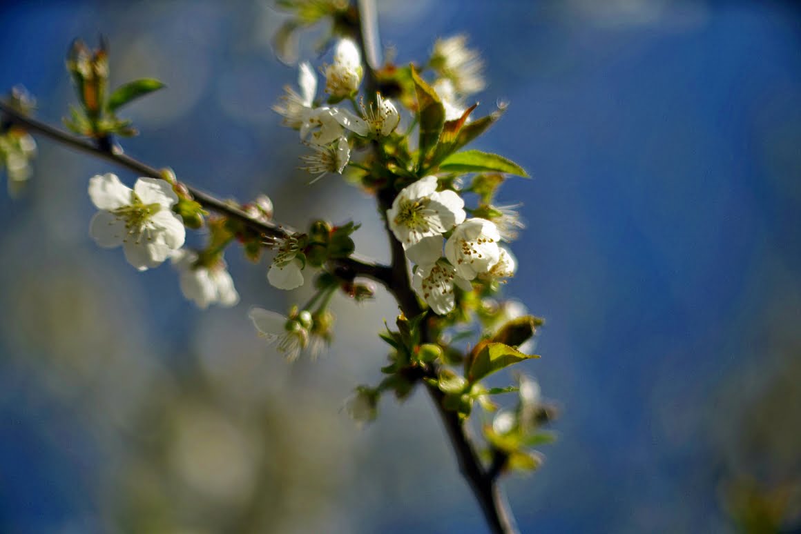 Meopta-SO-100mm-f1.4-35