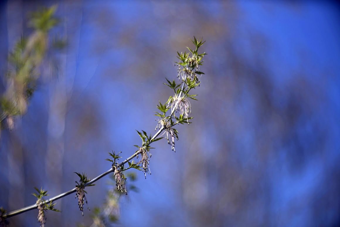 Meopta-SO-100mm-f1.4-37