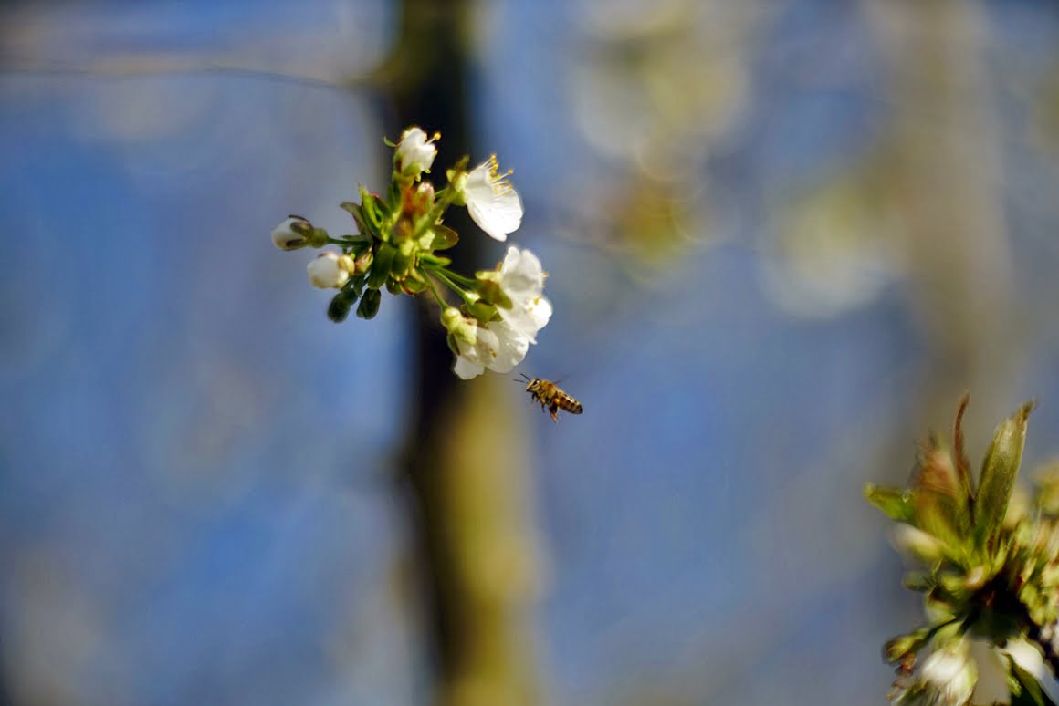 Meopta-SO-100mm-f1.4-39