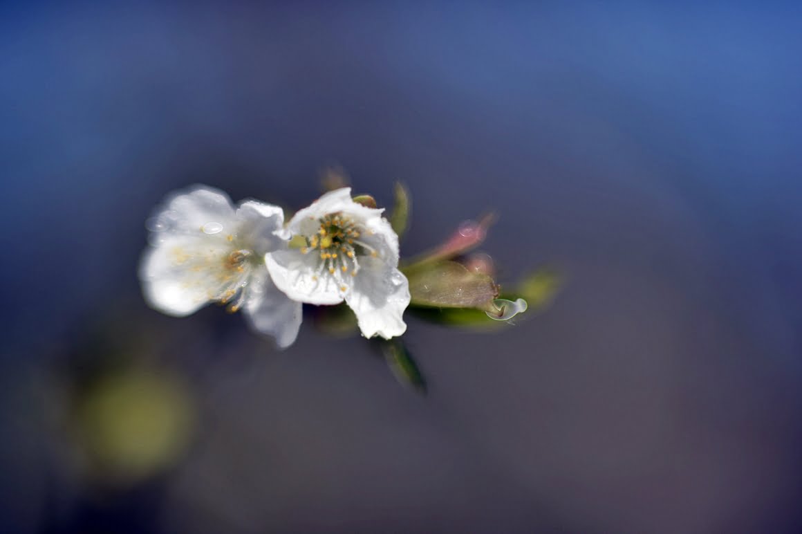 Meopta-SO-100mm-f1.4-4