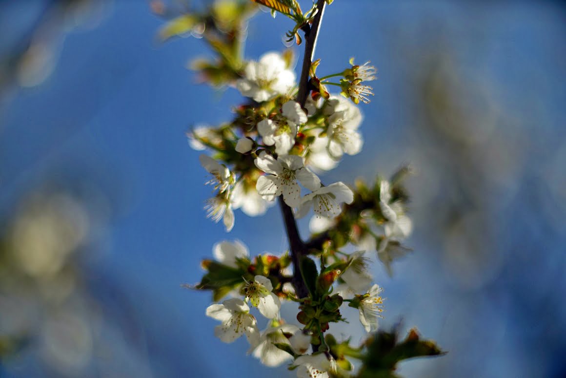 Meopta-SO-100mm-f1.4-41