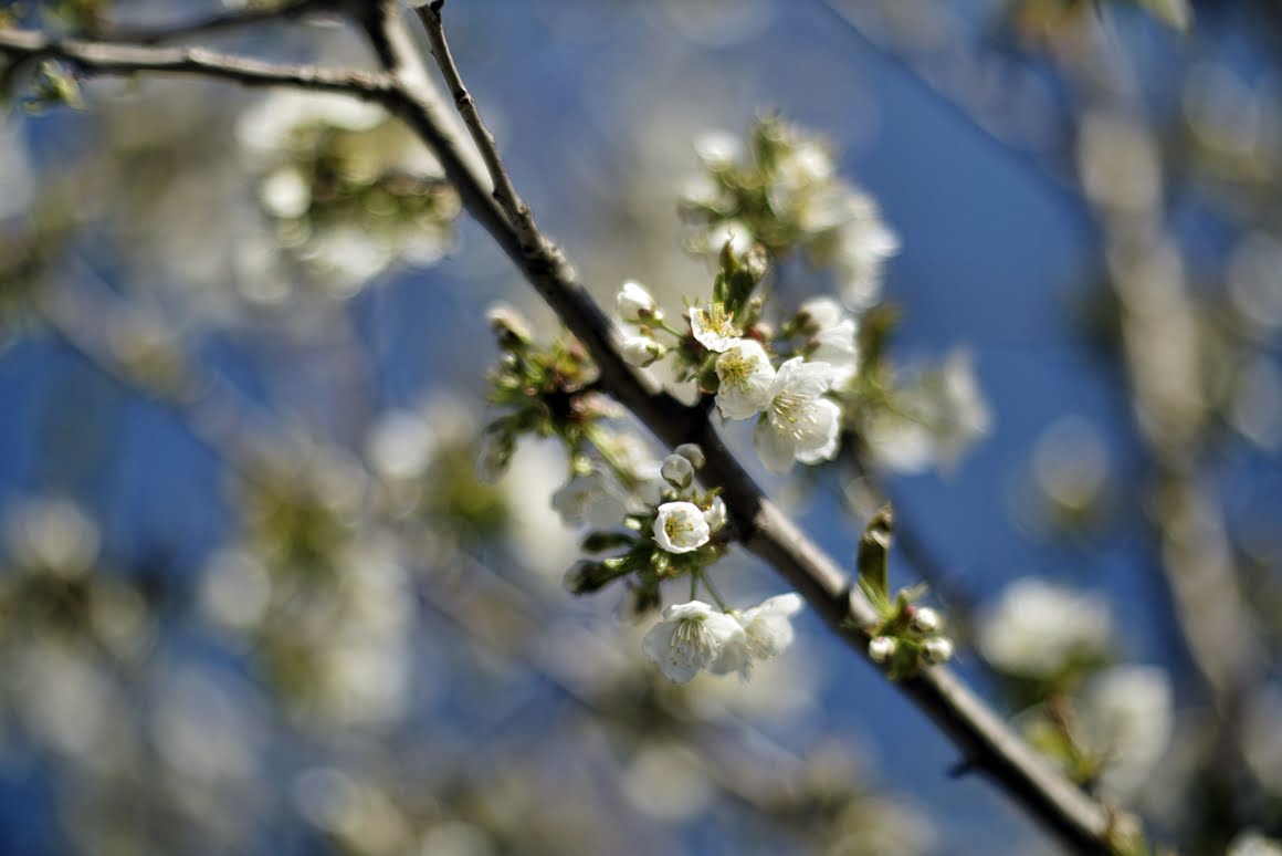 Meopta-SO-100mm-f1.4-42