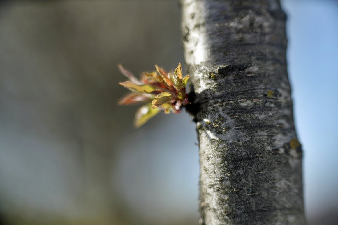 Meopta-SO-100mm-f1.4-43