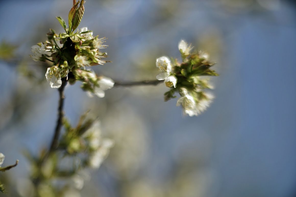 Meopta-SO-100mm-f1.4-44