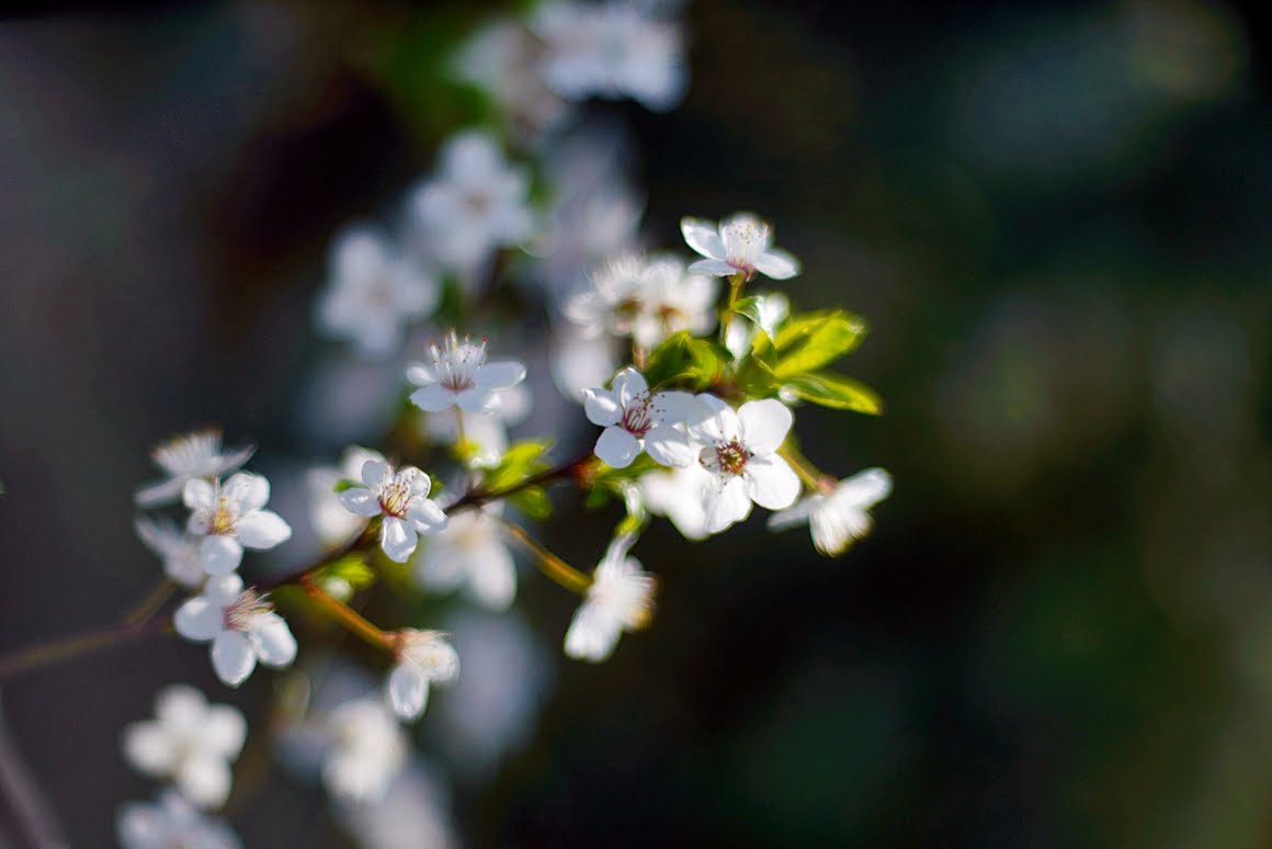 Meopta-SO-100mm-f1.4-45