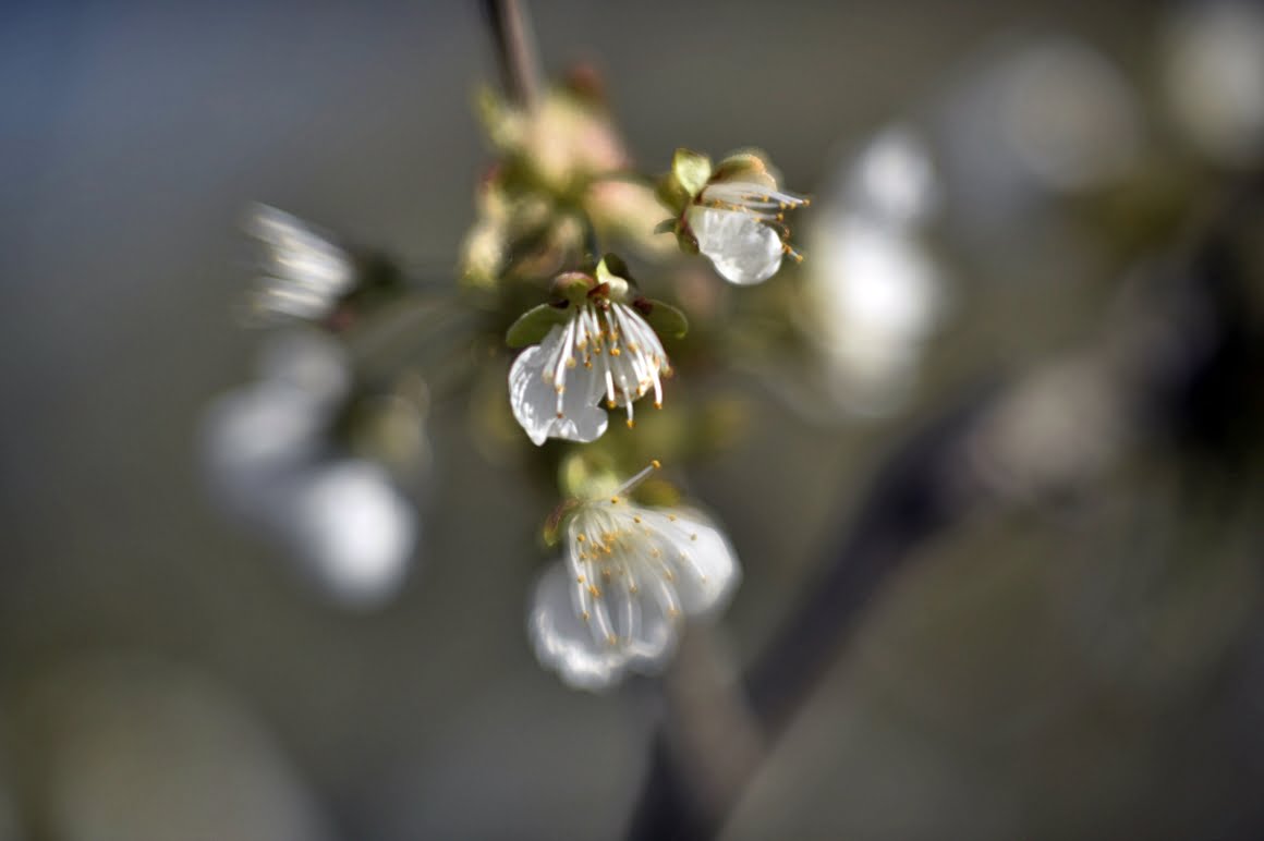 Meopta-SO-100mm-f1.4-5