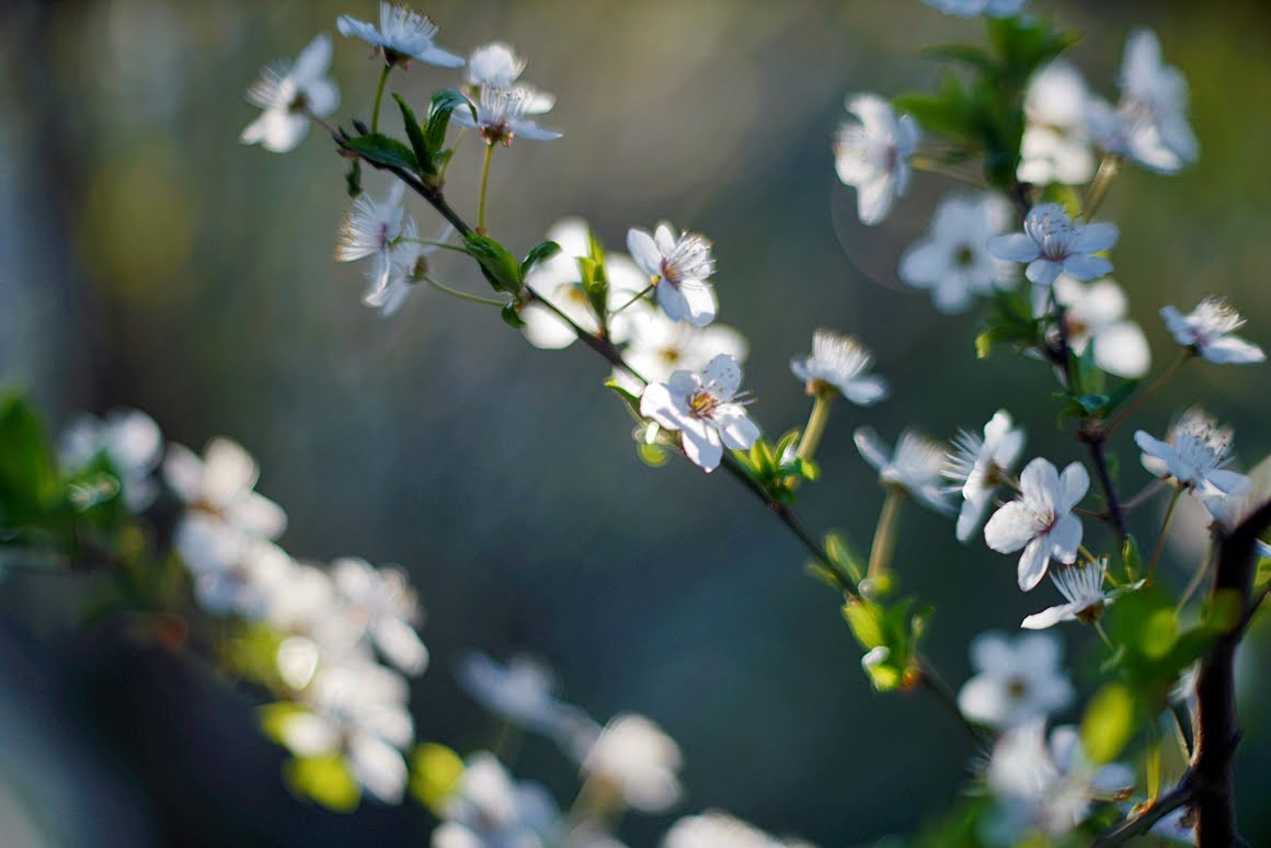 Meopta-SO-100mm-f1.4-50