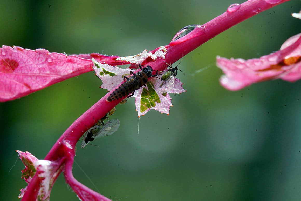 7Artisans-60mm-f2.8-Macro-15