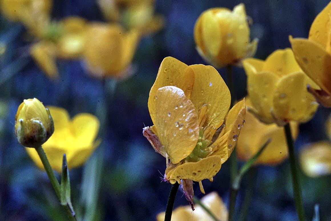 7Artisans-60mm-f2.8-Macro-18