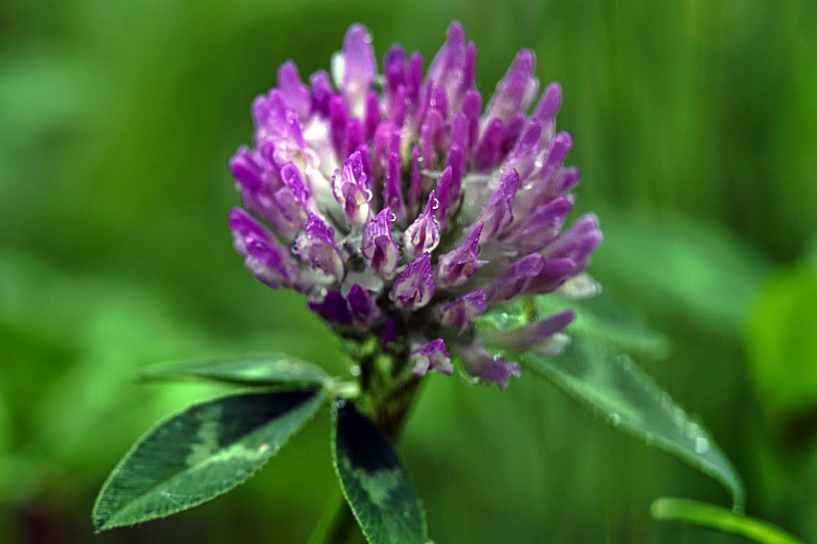 7Artisans-60mm-f2.8-Macro-19