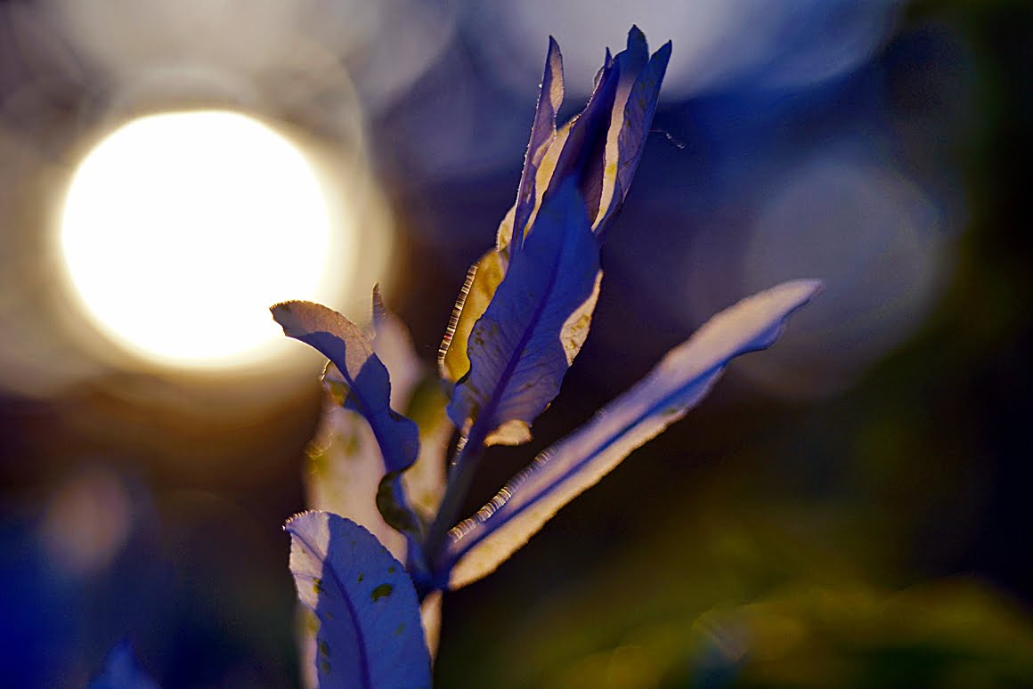 7Artisans-60mm-f2.8-Macro-21