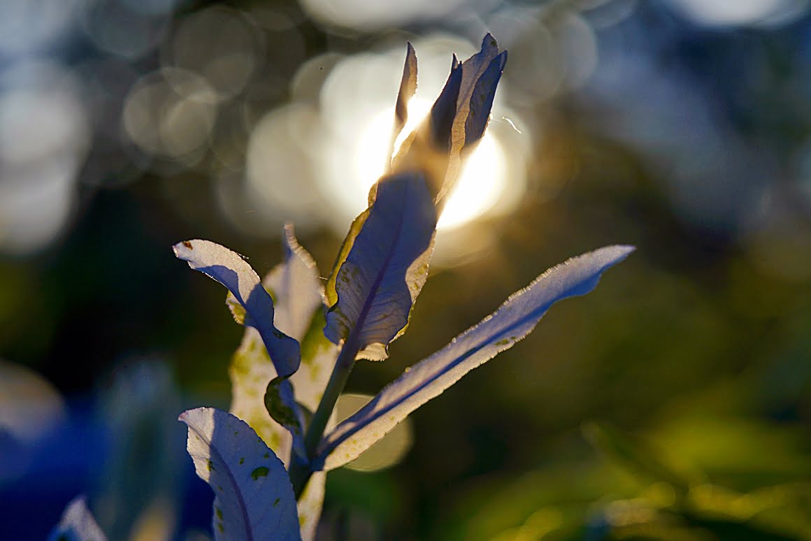7Artisans-60mm-f2.8-Macro-23