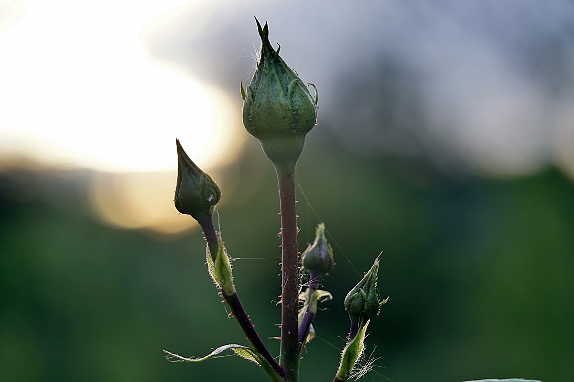 7Artisans-60mm-f2.8-Macro-29