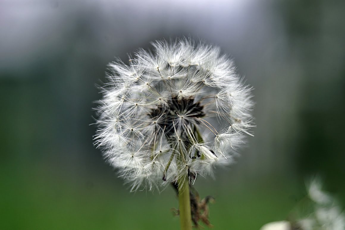 7Artisans-60mm-f2.8-Macro-7