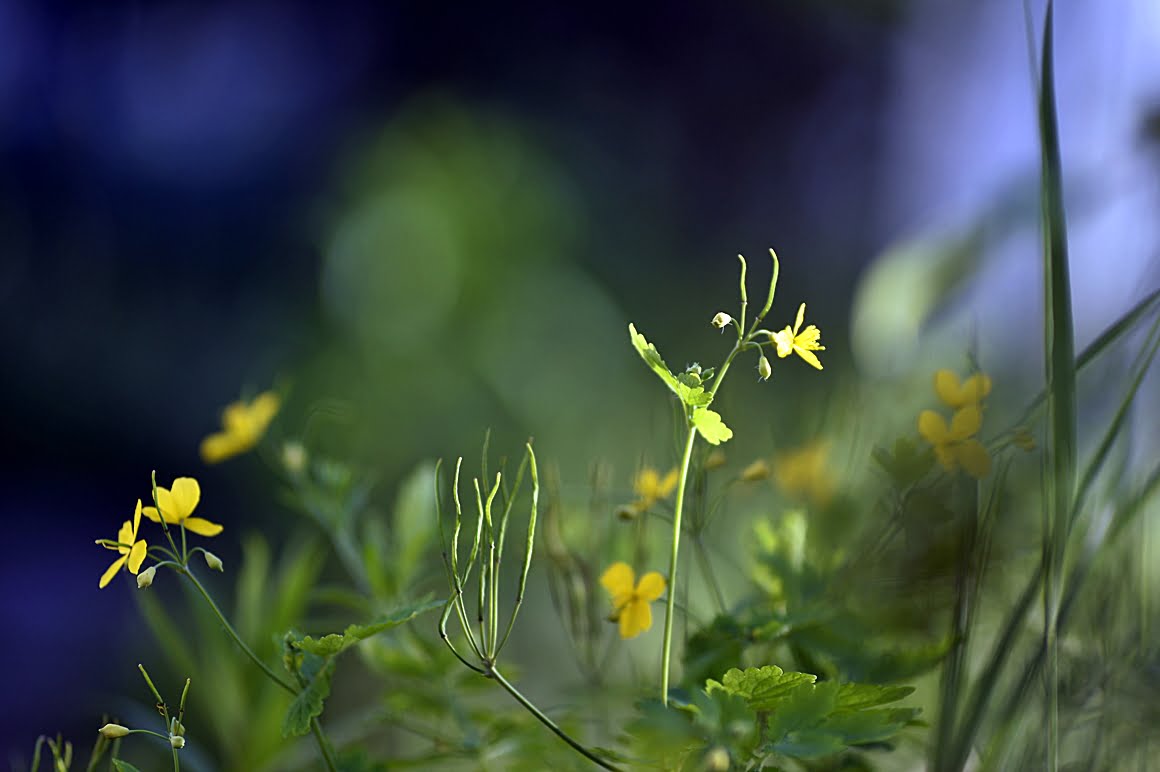 Angenieux-DEM- 180mm-f2.3-APO-AG