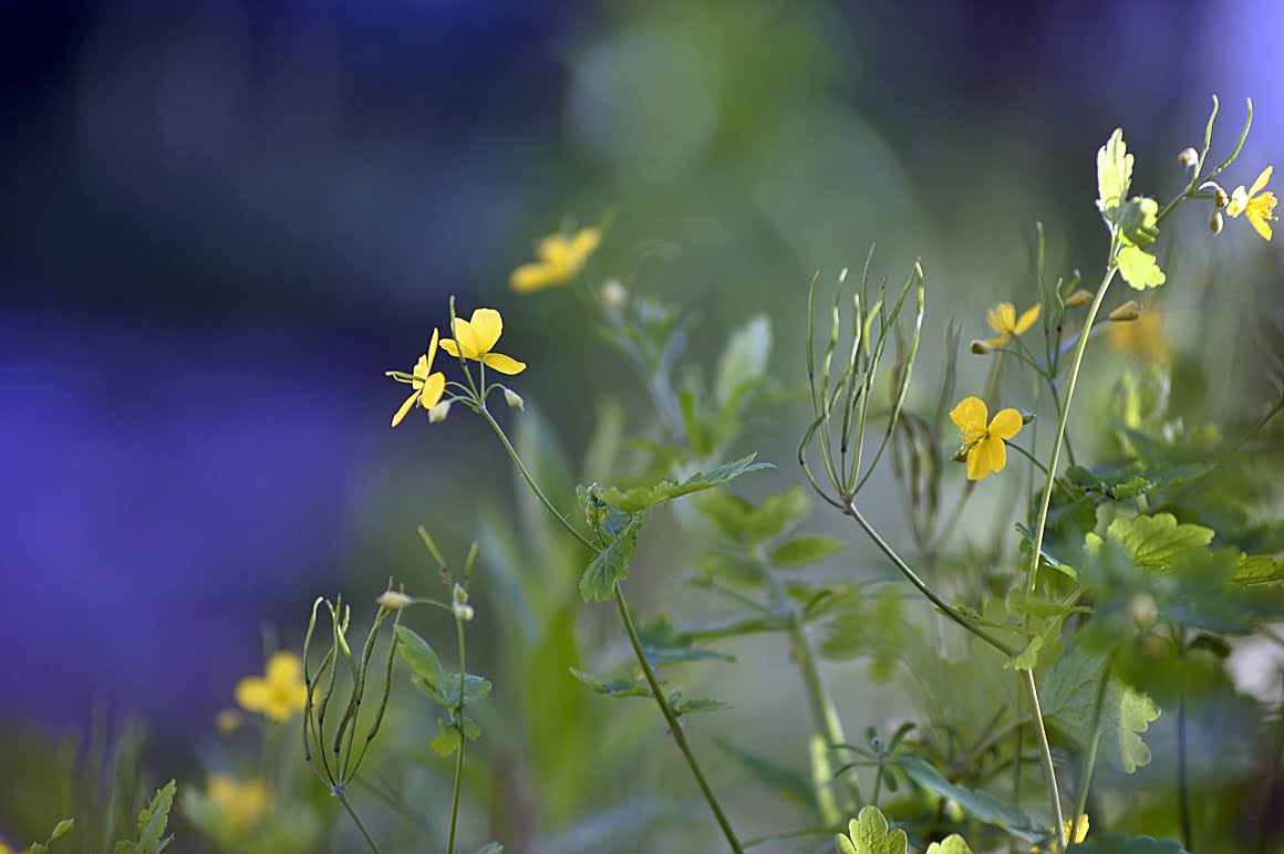 Angenieux-DEM- 180mm-f2.3-APO-AH