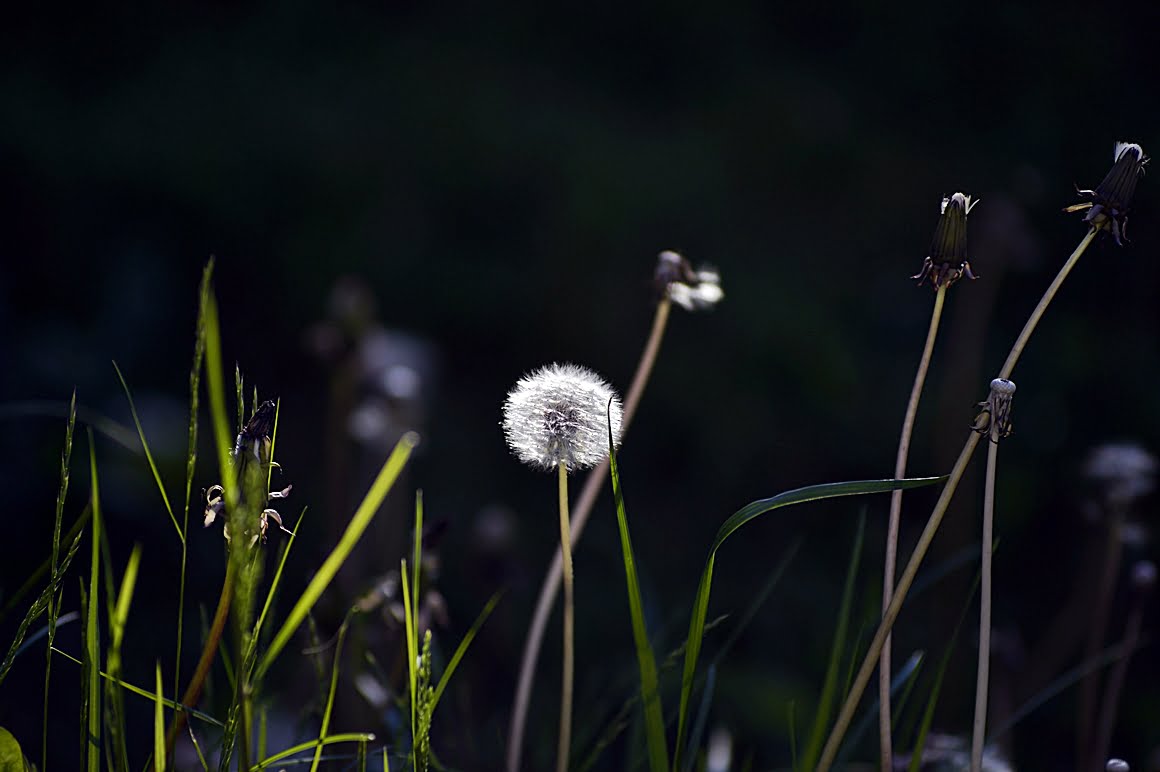 Angenieux-DEM- 180mm-f2.3-APO-AM