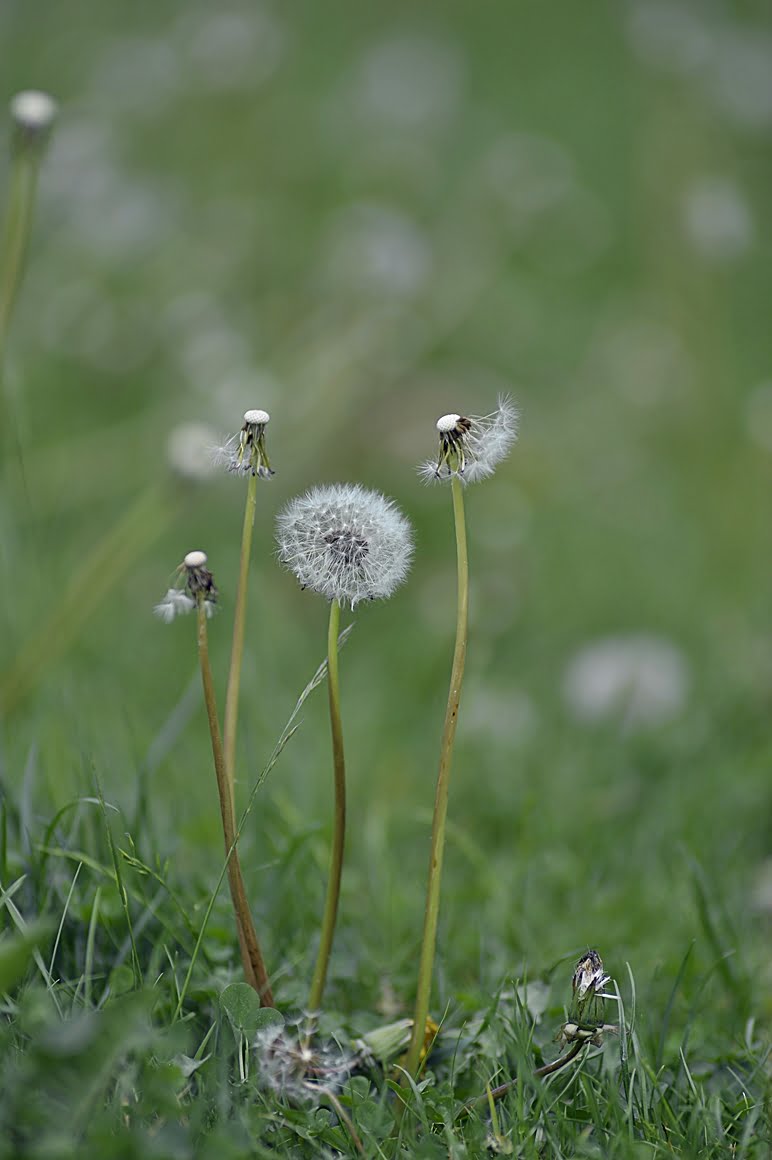Angenieux-DEM- 180mm-f2.3-APO-D